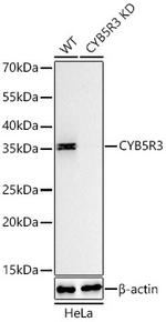CYB5R3 Antibody in Western Blot (WB)