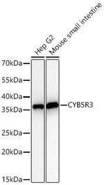 CYB5R3 Antibody in Western Blot (WB)