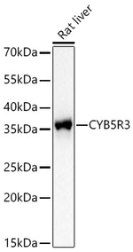 CYB5R3 Antibody in Western Blot (WB)