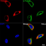 TRIM25 Recombinant Rabbit Monoclonal Antibody (7O6S6)