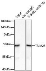 TRIM25 Antibody in Immunoprecipitation (IP)