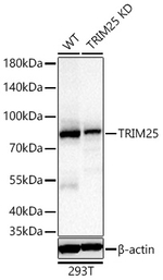 TRIM25 Antibody in Western Blot (WB)
