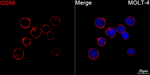 CD99 Antibody in Immunocytochemistry (ICC/IF)