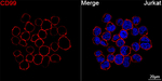 CD99 Antibody in Immunocytochemistry (ICC/IF)