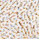 CD99 Antibody in Immunohistochemistry (Paraffin) (IHC (P))