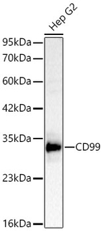 CD99 Antibody in Western Blot (WB)