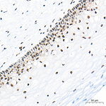 POLR2L Antibody in Immunohistochemistry (Paraffin) (IHC (P))