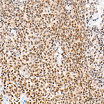 POLR2L Antibody in Immunohistochemistry (Paraffin) (IHC (P))