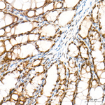 POLR2L Antibody in Immunohistochemistry (Paraffin) (IHC (P))