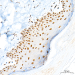 POLR2L Antibody in Immunohistochemistry (Paraffin) (IHC (P))