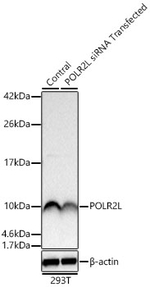 POLR2L Antibody in Western Blot (WB)