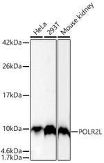 POLR2L Antibody in Western Blot (WB)