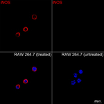 iNOS Recombinant Rabbit Monoclonal Antibody (8S5Q9)