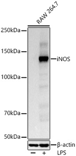 iNOS Antibody in Western Blot (WB)