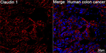 Claudin 1 Recombinant Rabbit Monoclonal Antibody (2S2H8)