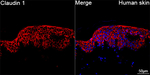 Claudin 1 Antibody in Immunohistochemistry (Paraffin) (IHC (P))