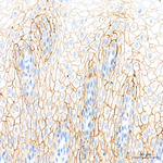 Claudin 1 Antibody in Immunohistochemistry (Paraffin) (IHC (P))