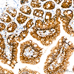 Claudin 1 Antibody in Immunohistochemistry (Paraffin) (IHC (P))