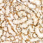 Claudin 1 Antibody in Immunohistochemistry (Paraffin) (IHC (P))