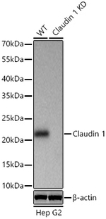 Claudin 1 Antibody in Western Blot (WB)