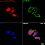 Annexin A1 Antibody in Immunocytochemistry (ICC/IF)