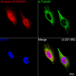 Annexin A1 Recombinant Rabbit Monoclonal Antibody (2K10E5)