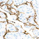Annexin A1 Antibody in Immunohistochemistry (Paraffin) (IHC (P))