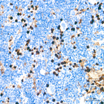 Annexin A1 Antibody in Immunohistochemistry (Paraffin) (IHC (P))