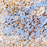 Annexin A1 Antibody in Immunohistochemistry (Paraffin) (IHC (P))
