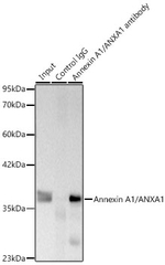 Annexin A1 Antibody in Immunoprecipitation (IP)