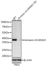 Annexin A1 Antibody in Western Blot (WB)