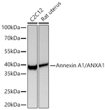 Annexin A1 Antibody in Western Blot (WB)