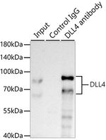 DLL4 Antibody in Immunoprecipitation (IP)