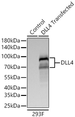 DLL4 Recombinant Rabbit Monoclonal Antibody (4X8C1)
