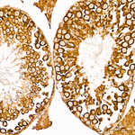 COX7A2L Antibody in Immunohistochemistry (Paraffin) (IHC (P))