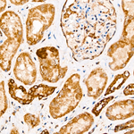 COX7A2L Antibody in Immunohistochemistry (Paraffin) (IHC (P))