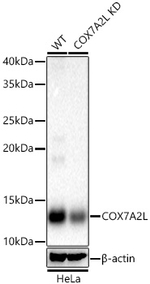 COX7A2L Antibody in Western Blot (WB)
