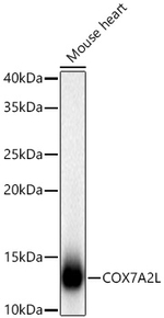 COX7A2L Antibody in Western Blot (WB)