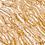TFEB Antibody in Immunohistochemistry (Paraffin) (IHC (P))