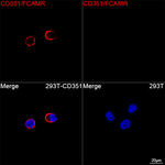 FCAMR Recombinant Rabbit Monoclonal Antibody (3S6Z3)