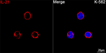 IL-21 Recombinant Rabbit Monoclonal Antibody (1P0O8)