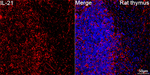 IL-21 Antibody in Immunohistochemistry (Paraffin) (IHC (P))