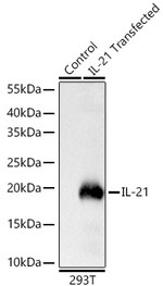 IL-21 Antibody in Western Blot (WB)