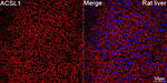 ACSL1 Antibody in Immunohistochemistry (Paraffin) (IHC (P))