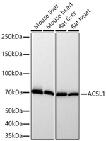 ACSL1 Antibody in Western Blot (WB)