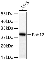 RAB12 Antibody in Western Blot (WB)