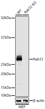 RAB12 Antibody in Western Blot (WB)