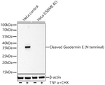 DFNA5 Antibody in Western Blot (WB)
