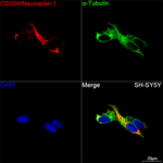 Neuropilin 1 Antibody in Immunocytochemistry (ICC/IF)