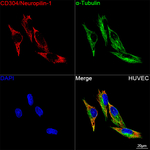 Neuropilin 1 Antibody in Immunocytochemistry (ICC/IF)